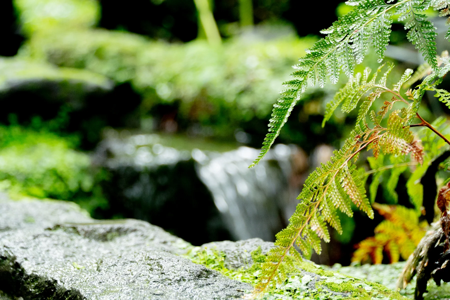 庭園 苔と水の流れ