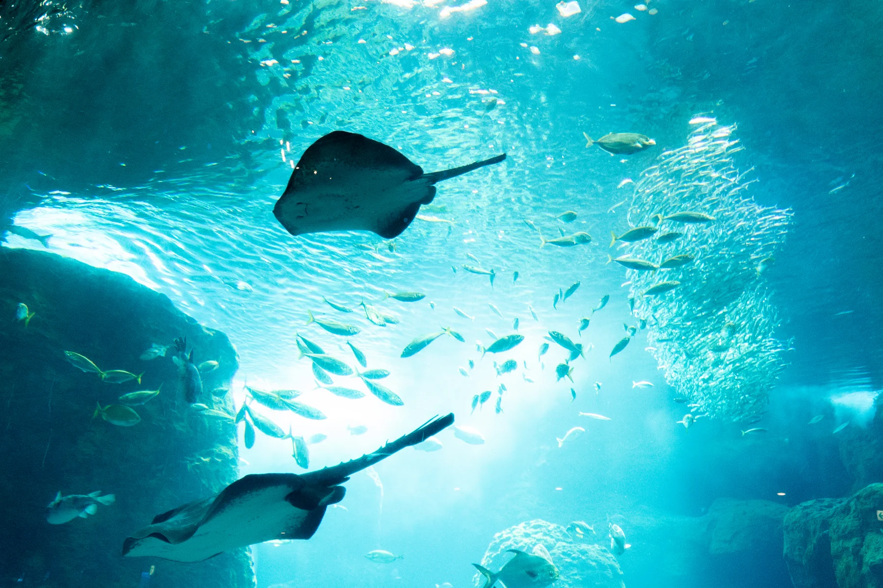 水族館 水槽を泳ぐエイ