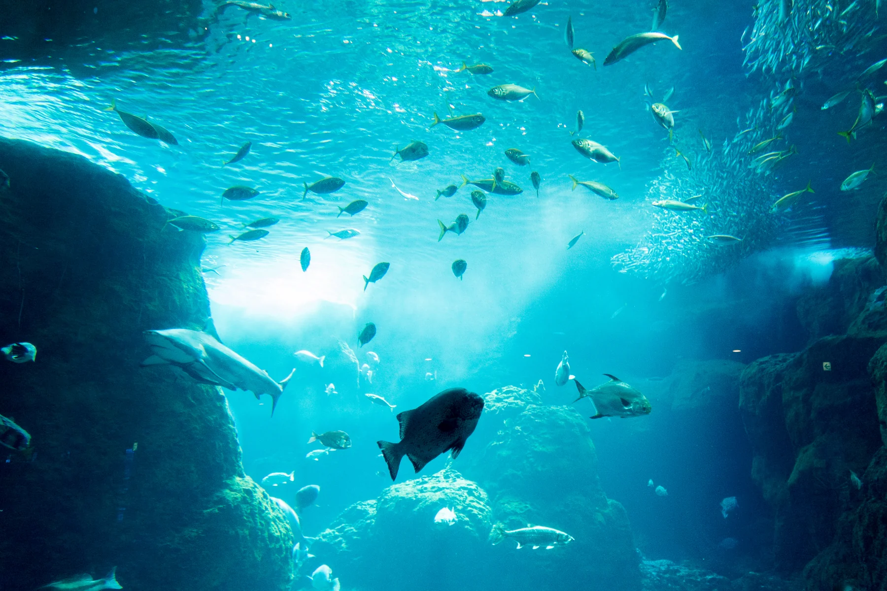 水族館の大水槽を泳ぐ魚たち