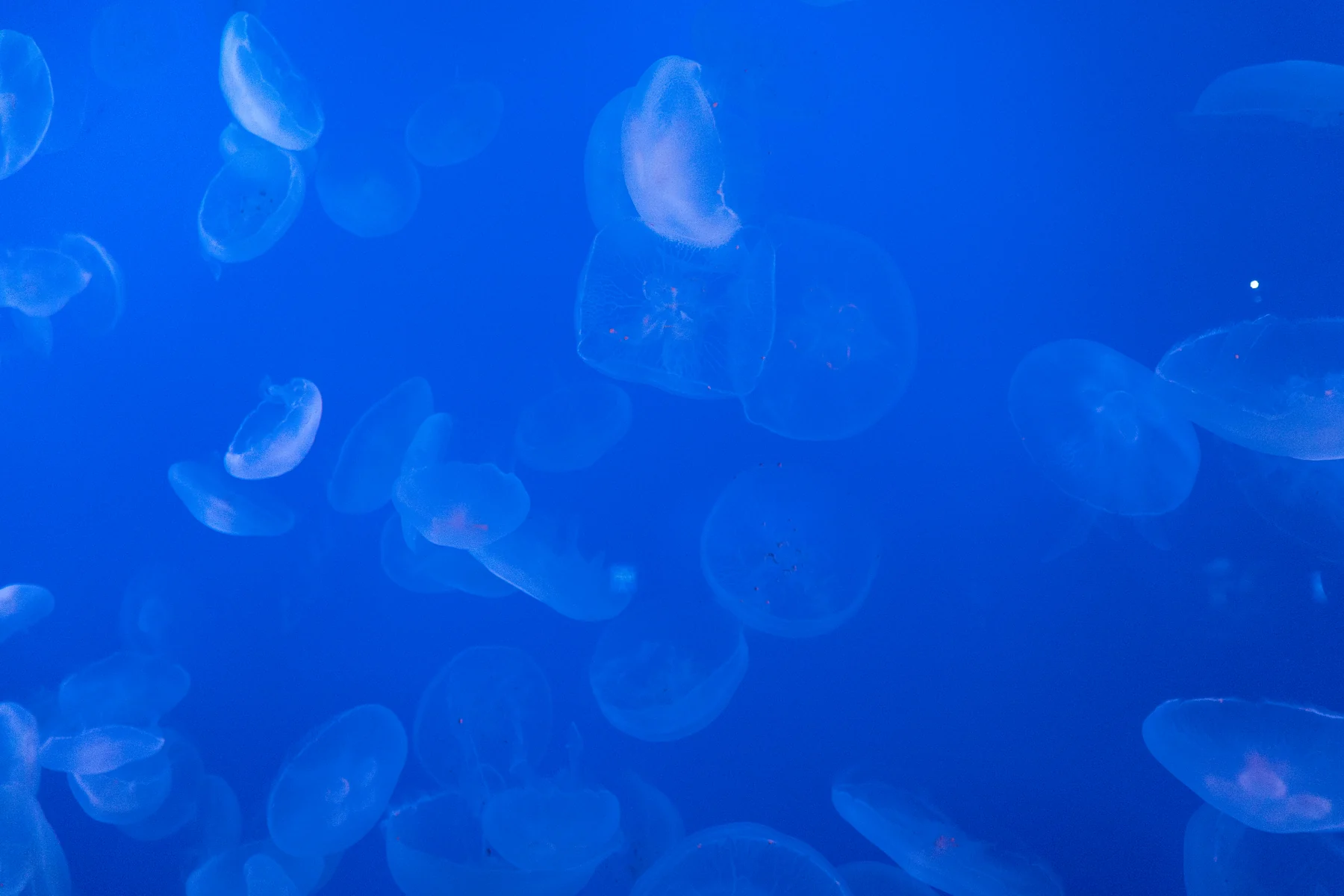 水族館 青い水槽のクラゲ