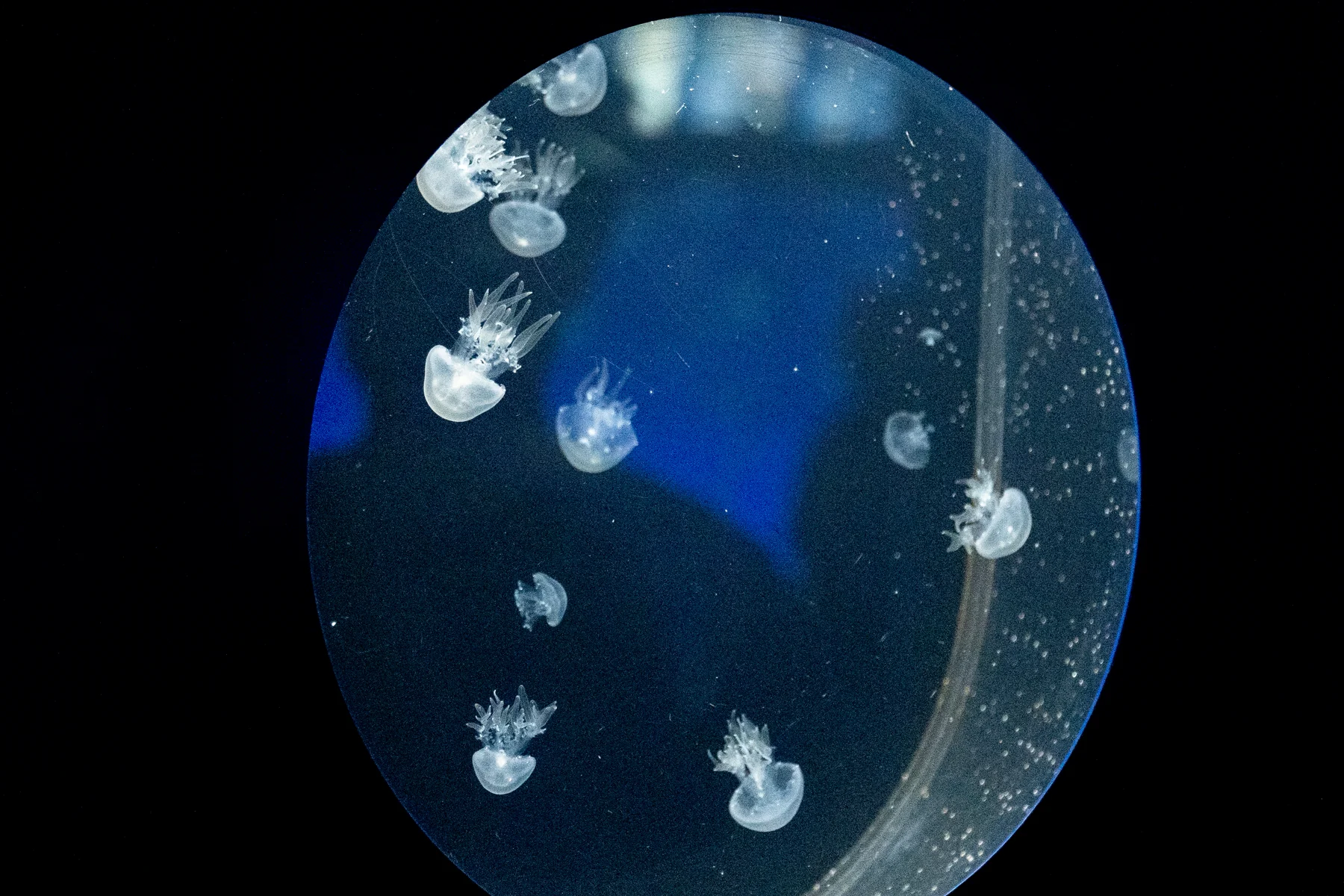 水族館 丸い窓のクラゲ